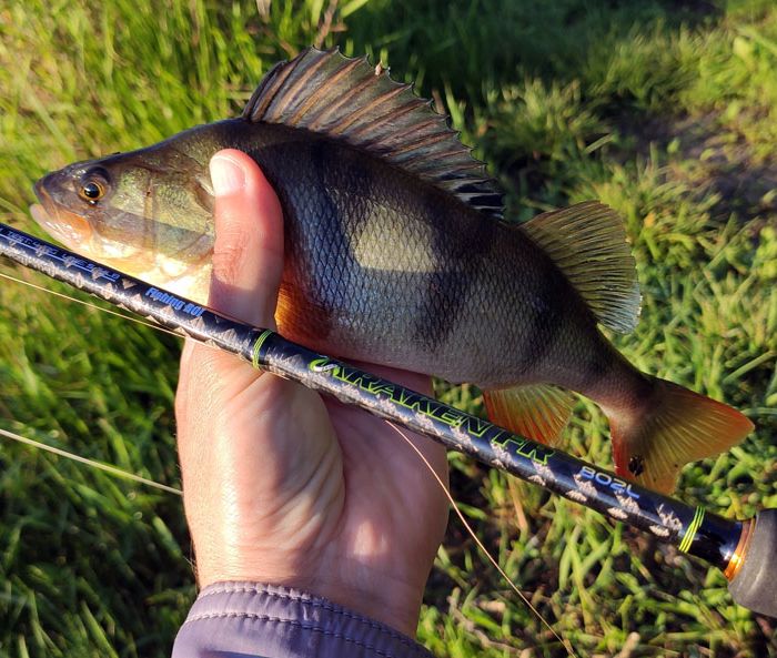 Спиннинг Fishing ROI Kraken 802L (обзор) не дорогой спиннинг на который рыболовам стоит обратить внимание.