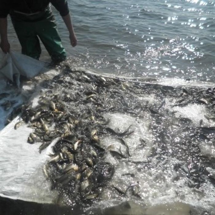 У водойми на Харківщині випустили понад 8 тонн риби